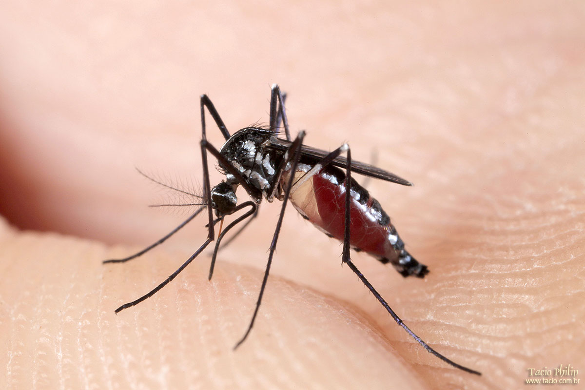 Dedetizadora Curitiba – Dicas para se livrar de Mosquitos e Pernilongos